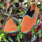 Tradizionale Bicolor Albicocca-Verde