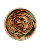 Alma Tadema  Dark Green 15