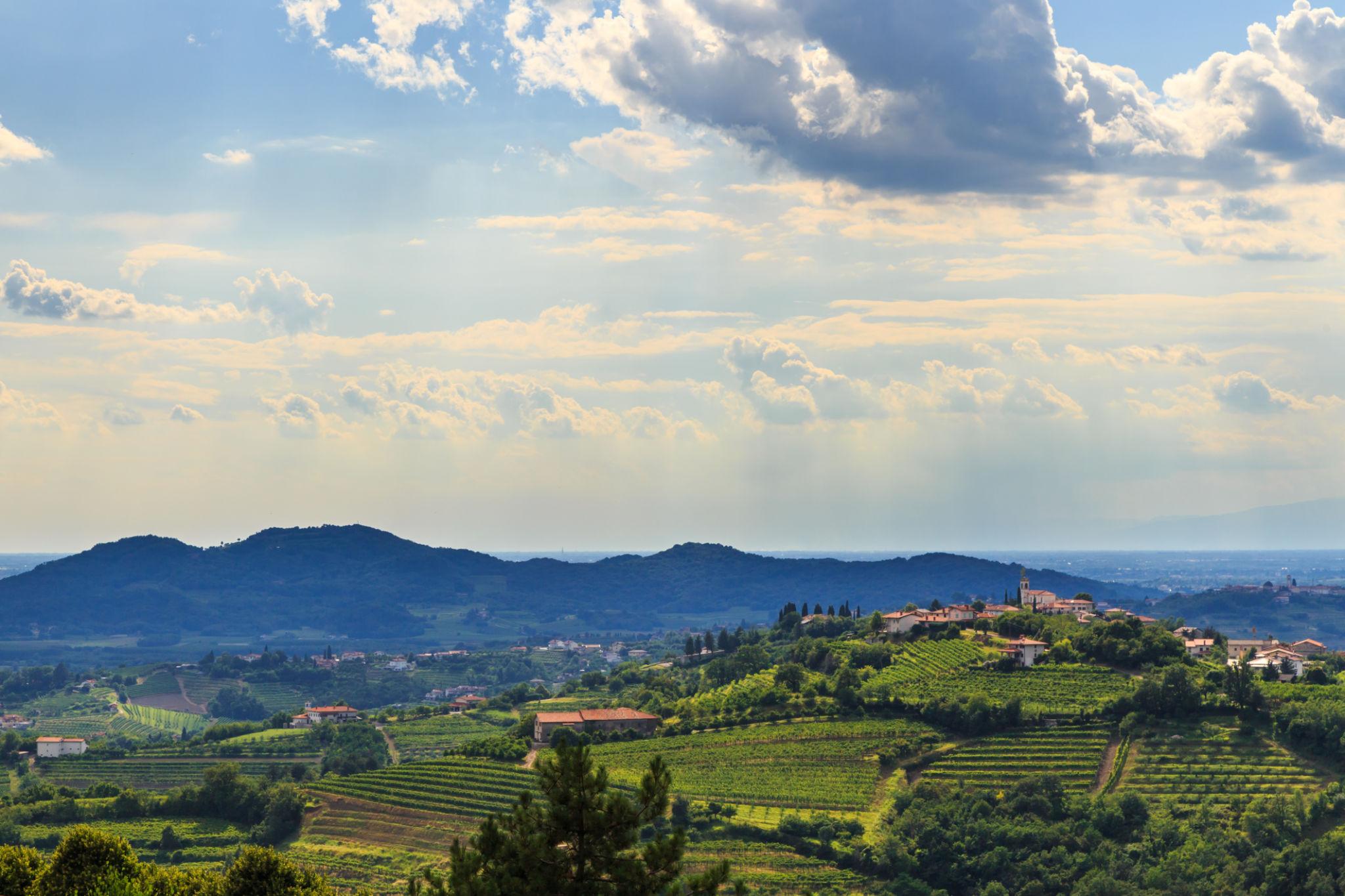 wine growing region - Italy